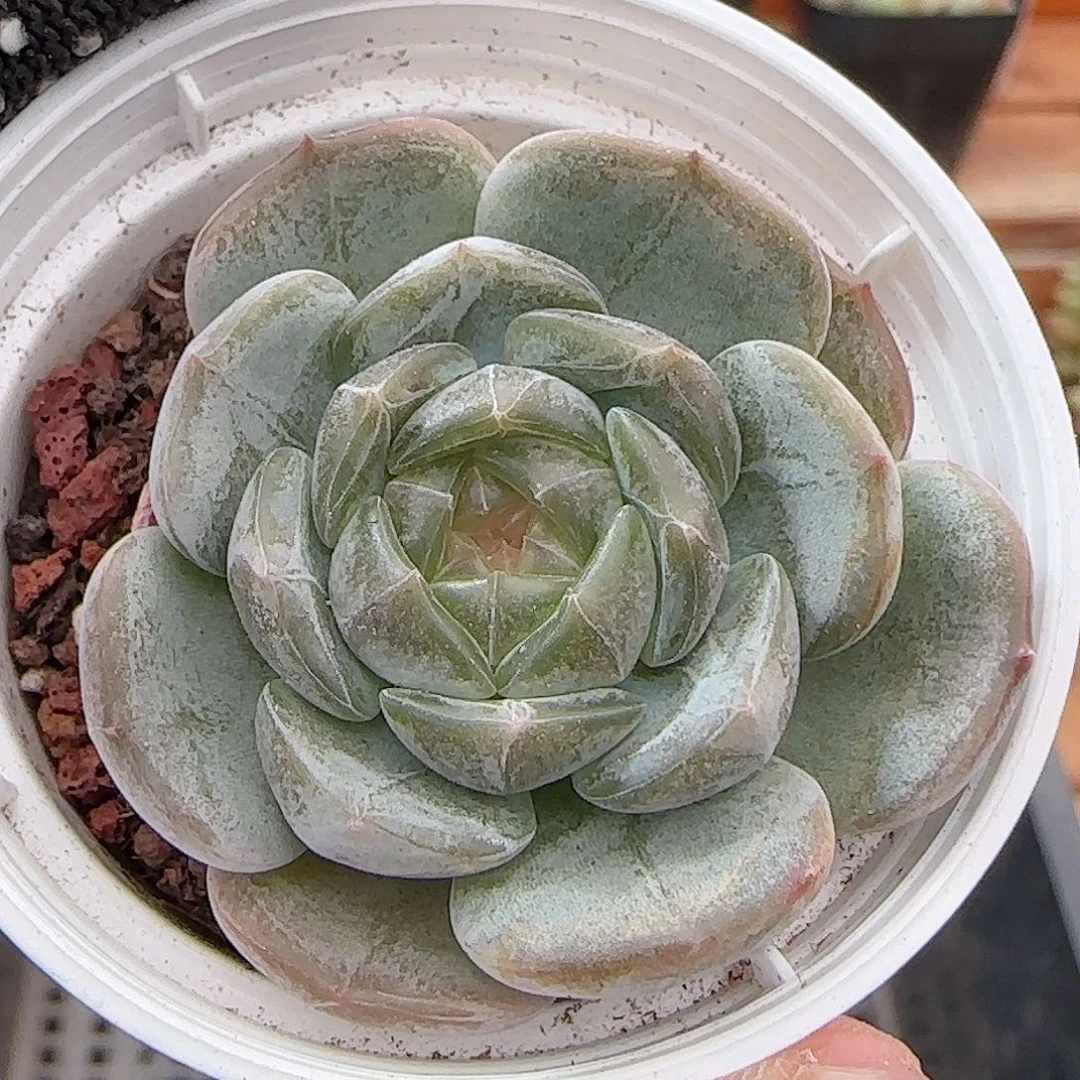 多肉0917-319白恋