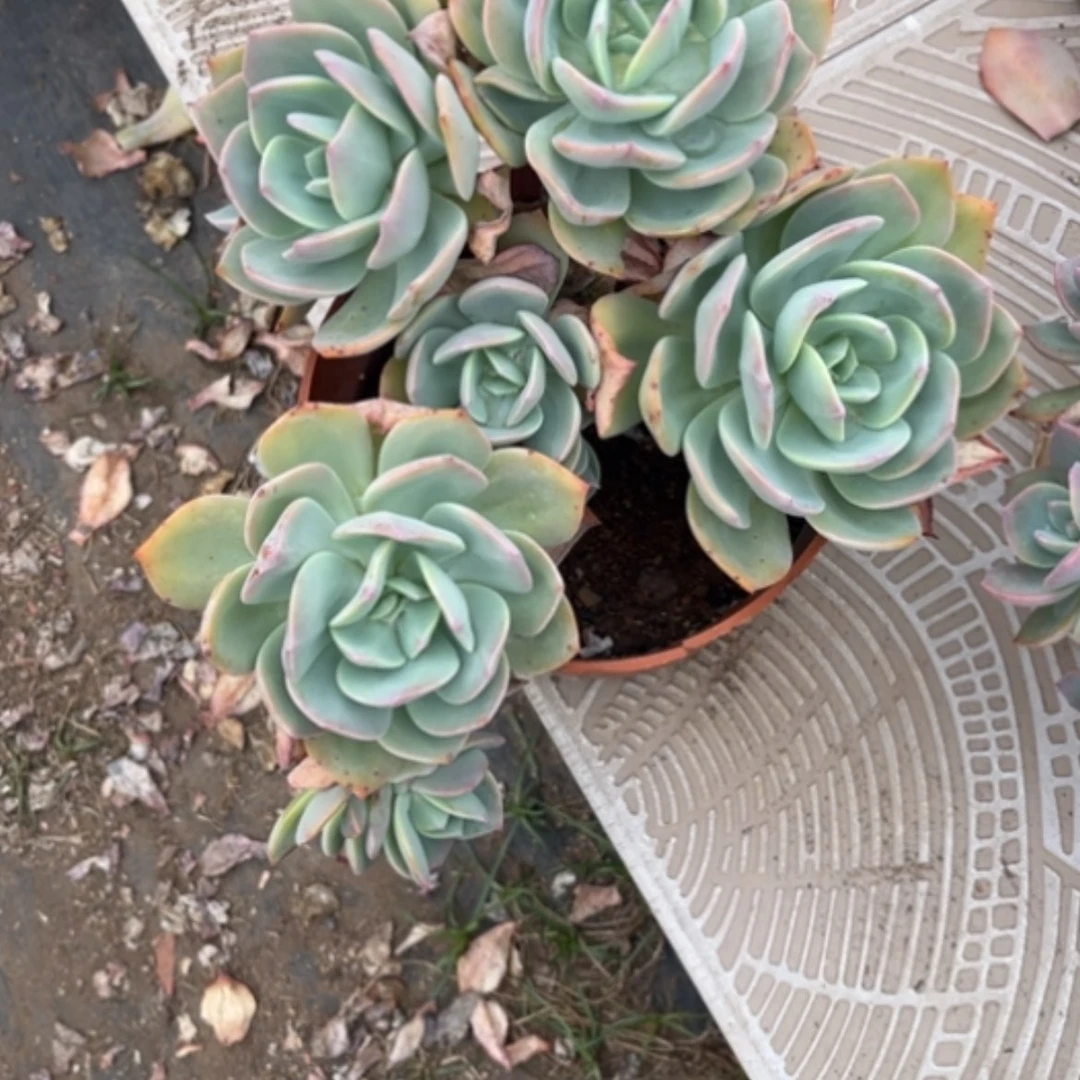 【闪购商品】玫****?白凤