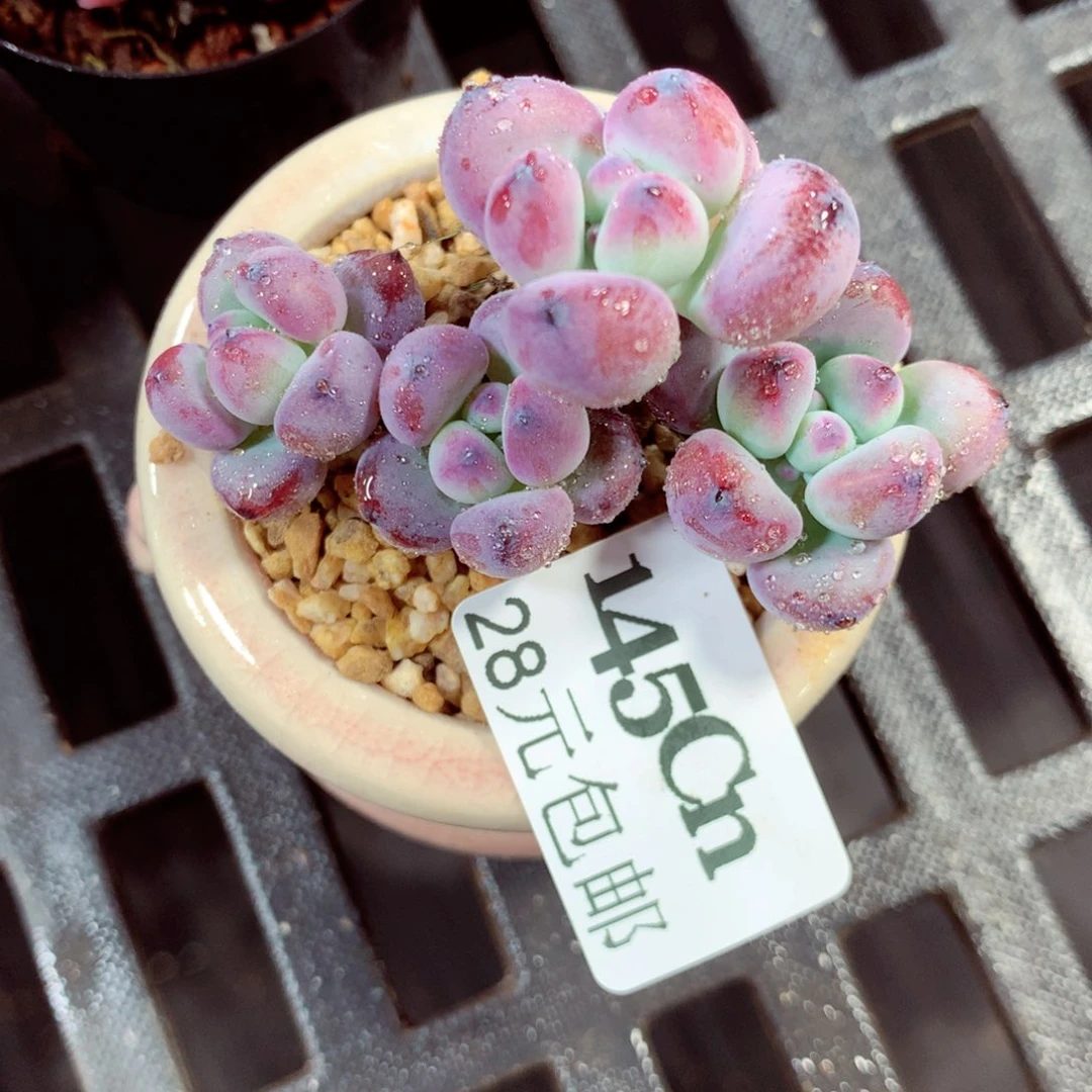 5厘米盆精控多肉145