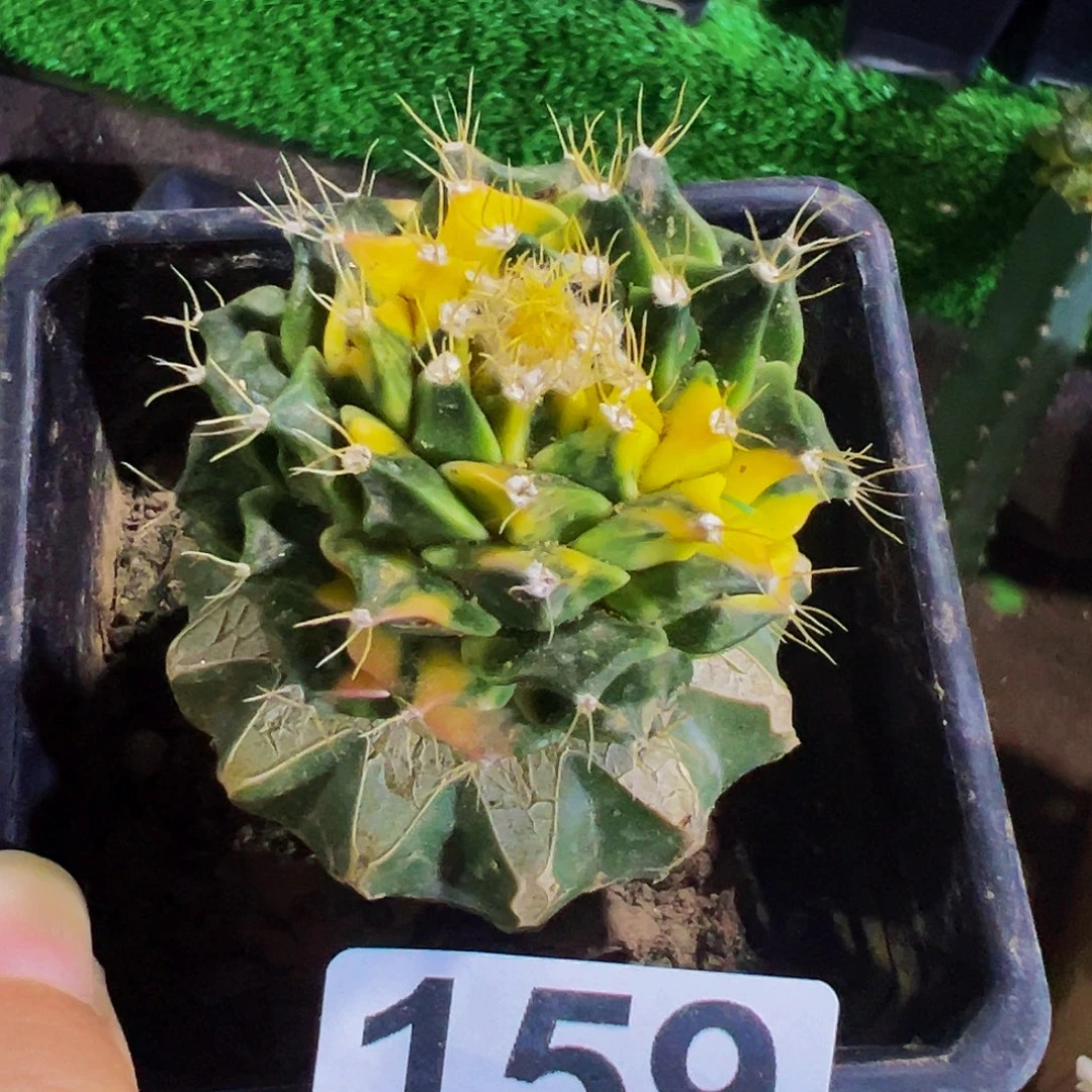 无花朵福利苗接帝冠散斑锦159