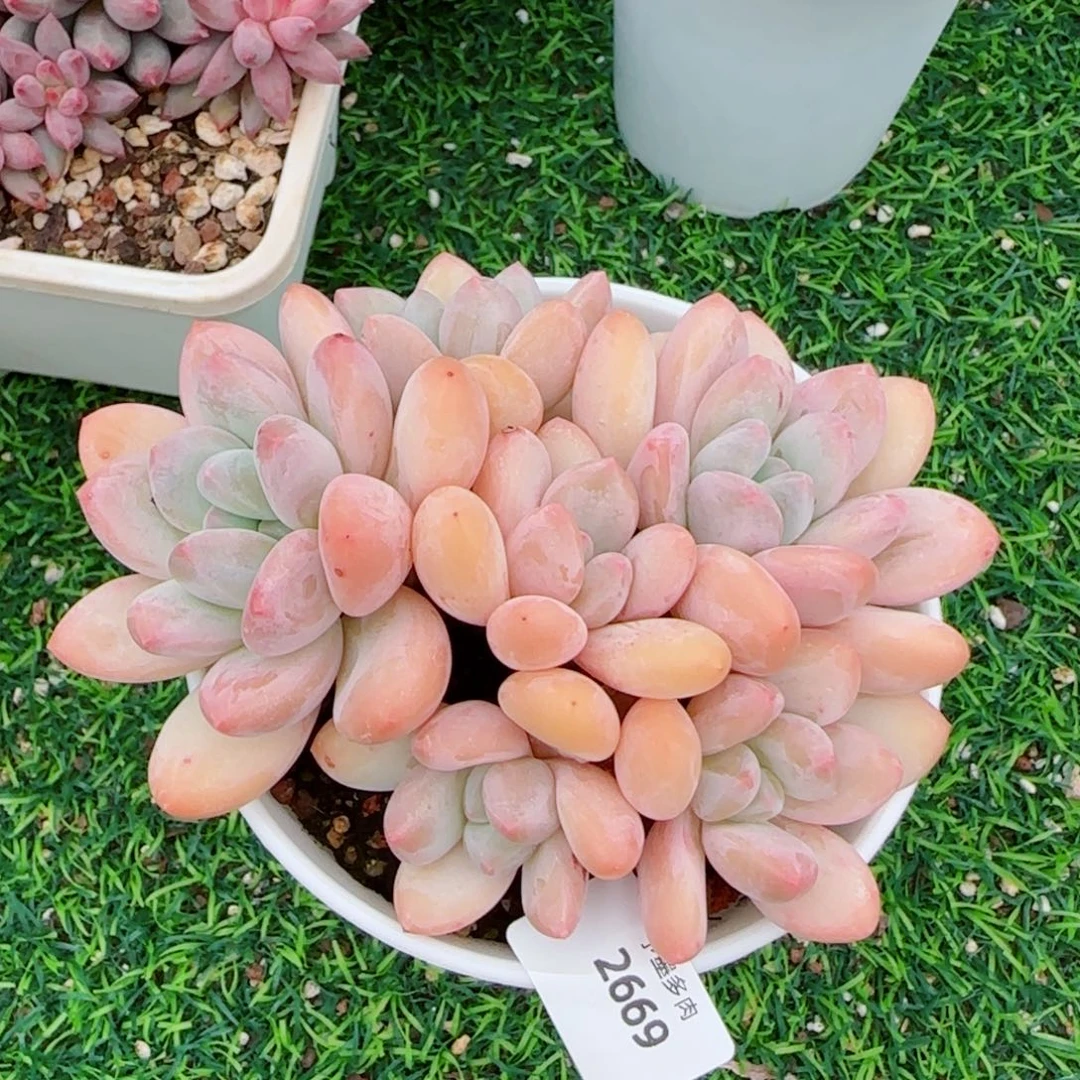 香水无砍，2669多肉植物