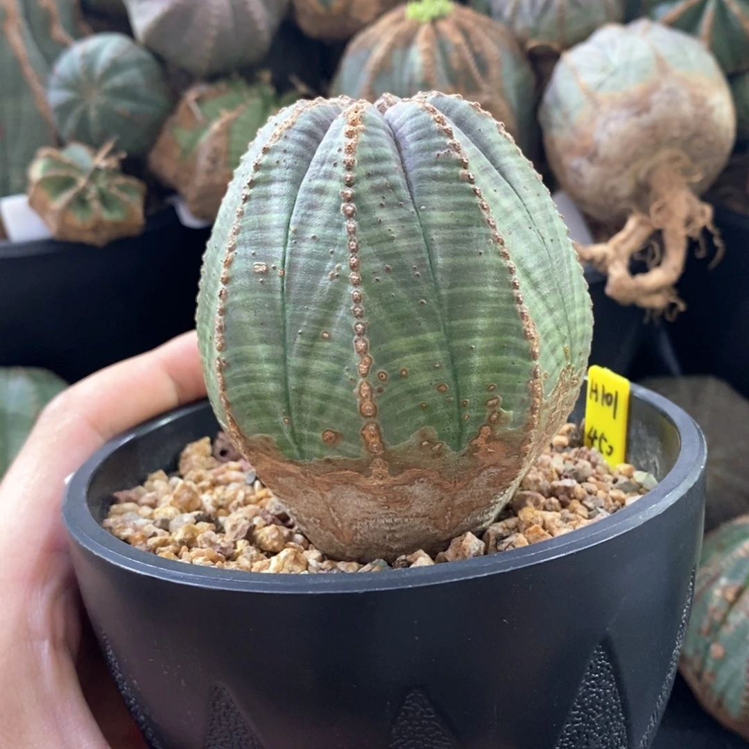 19 欧系实生布纹球多肉植物