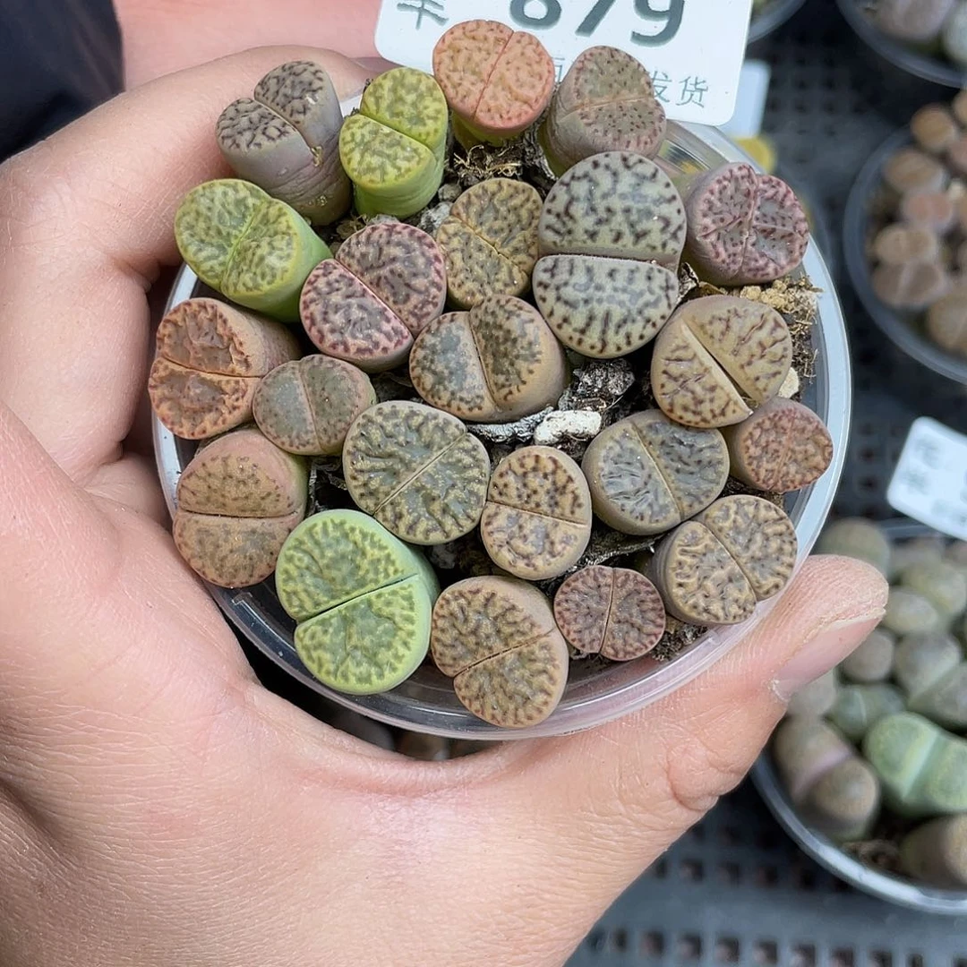 8790000花花怪前几天啊去啊去就去啊