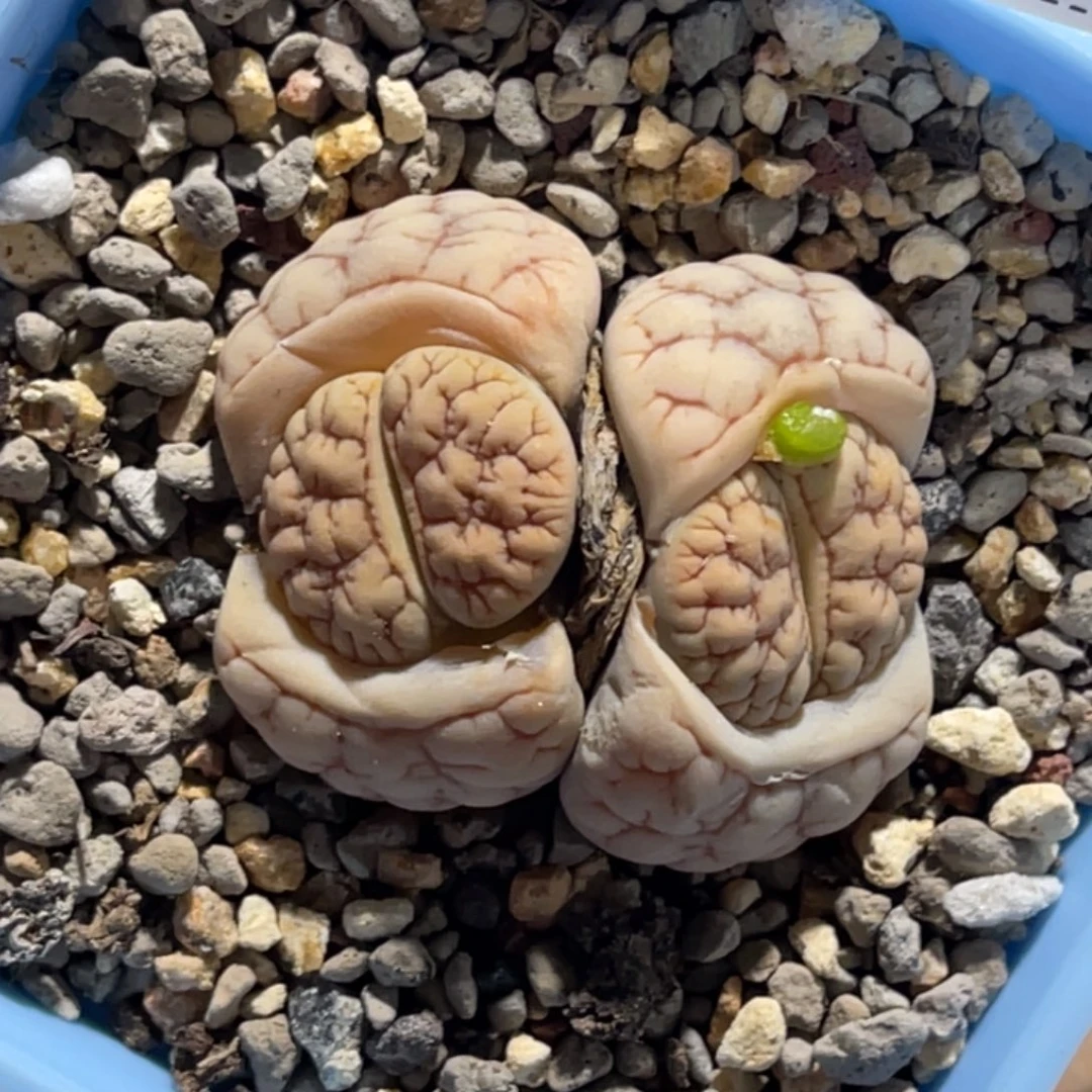 3601双头凹凸粗纹189