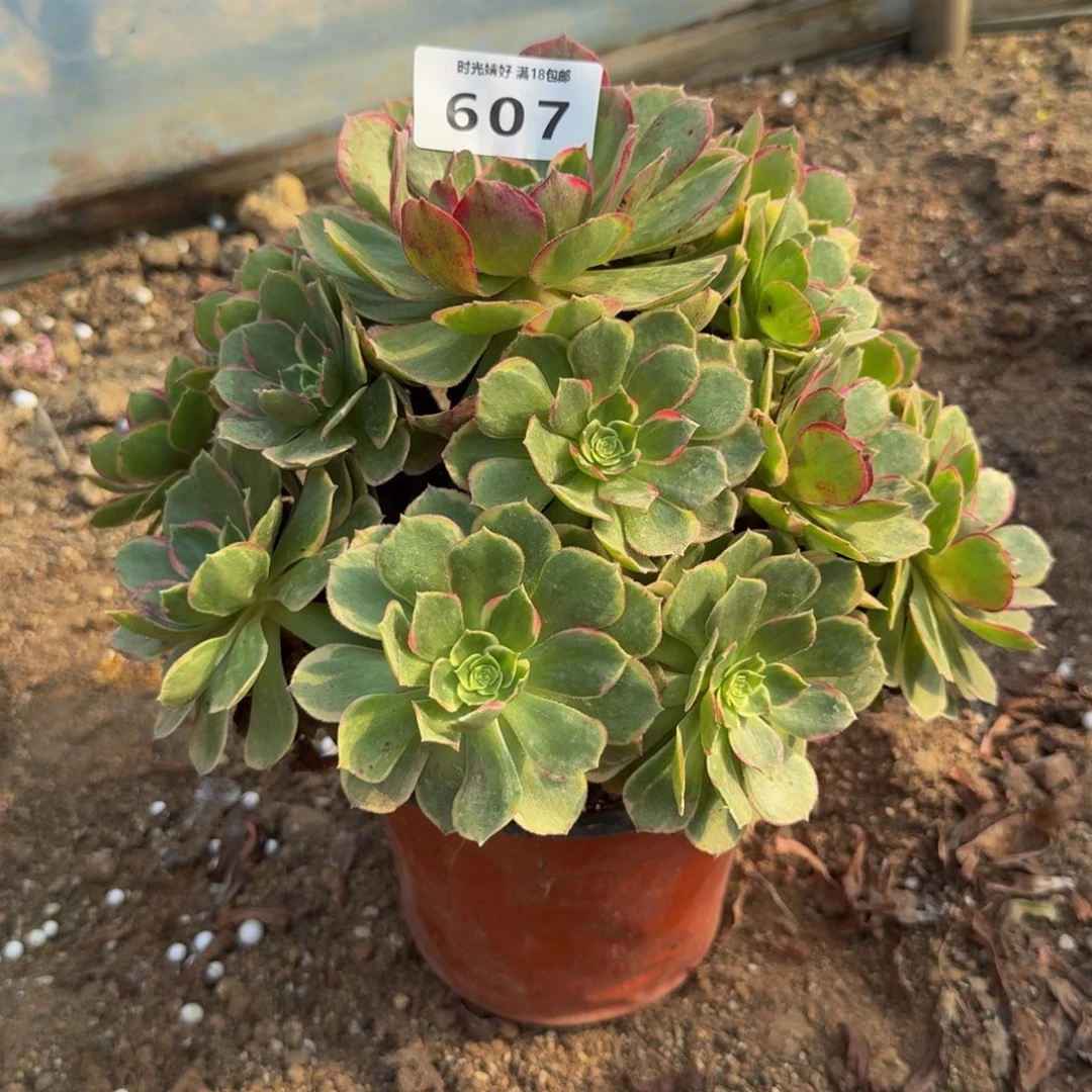 607粉花妖。多肉植物