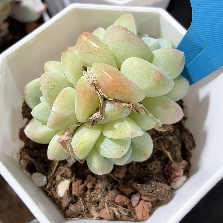 多肉植物冰玉1009