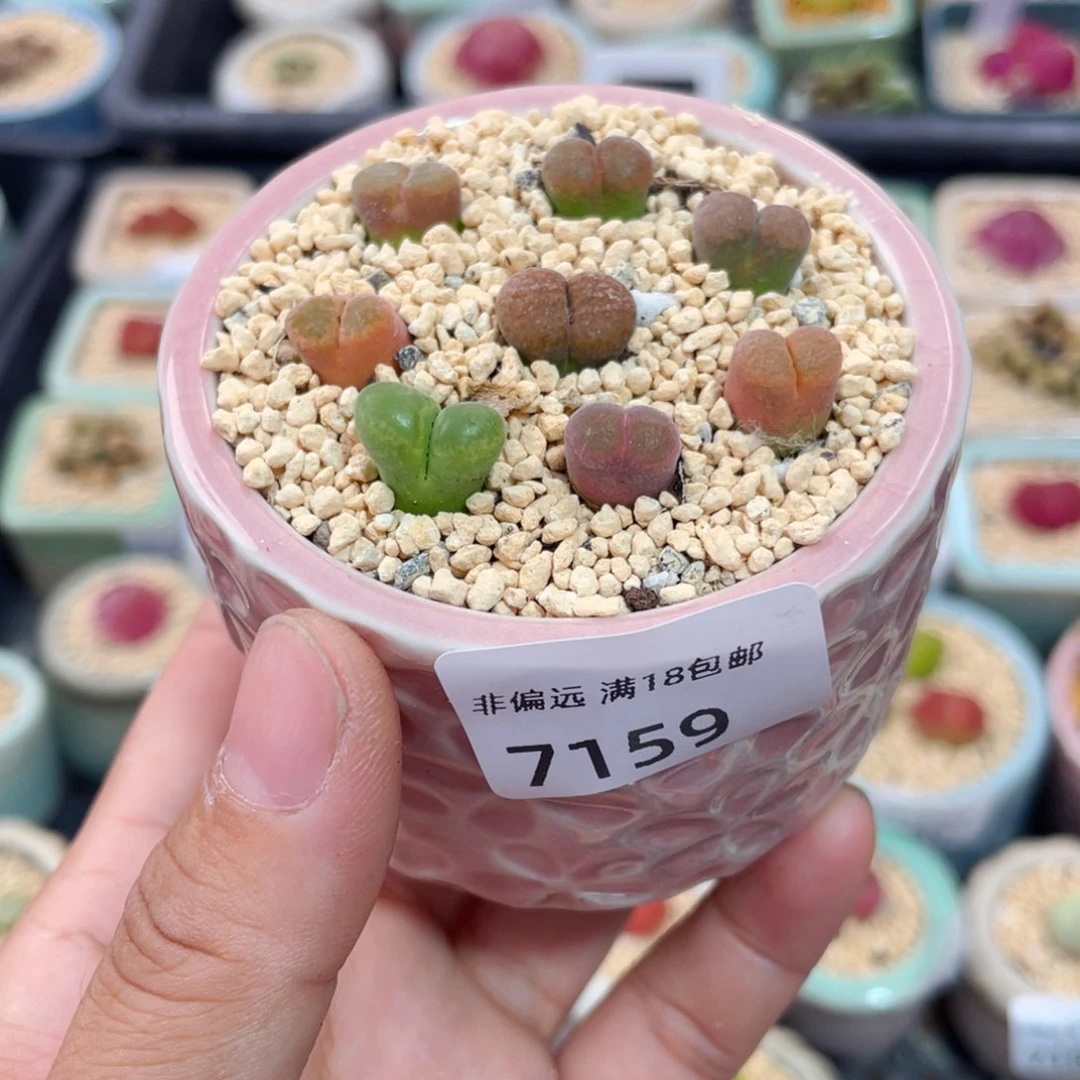 无花朵7159--一物一拍 带盆