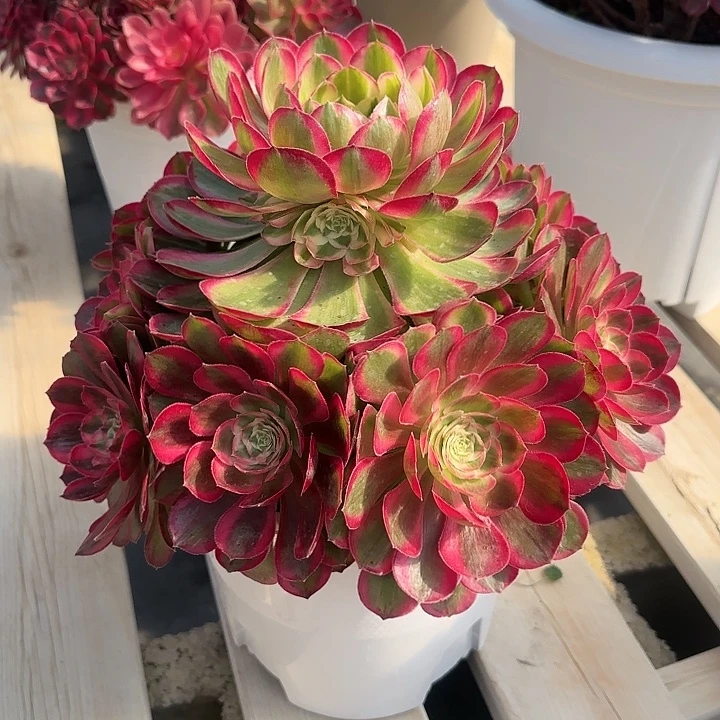 法师多肉植物孔雀翎