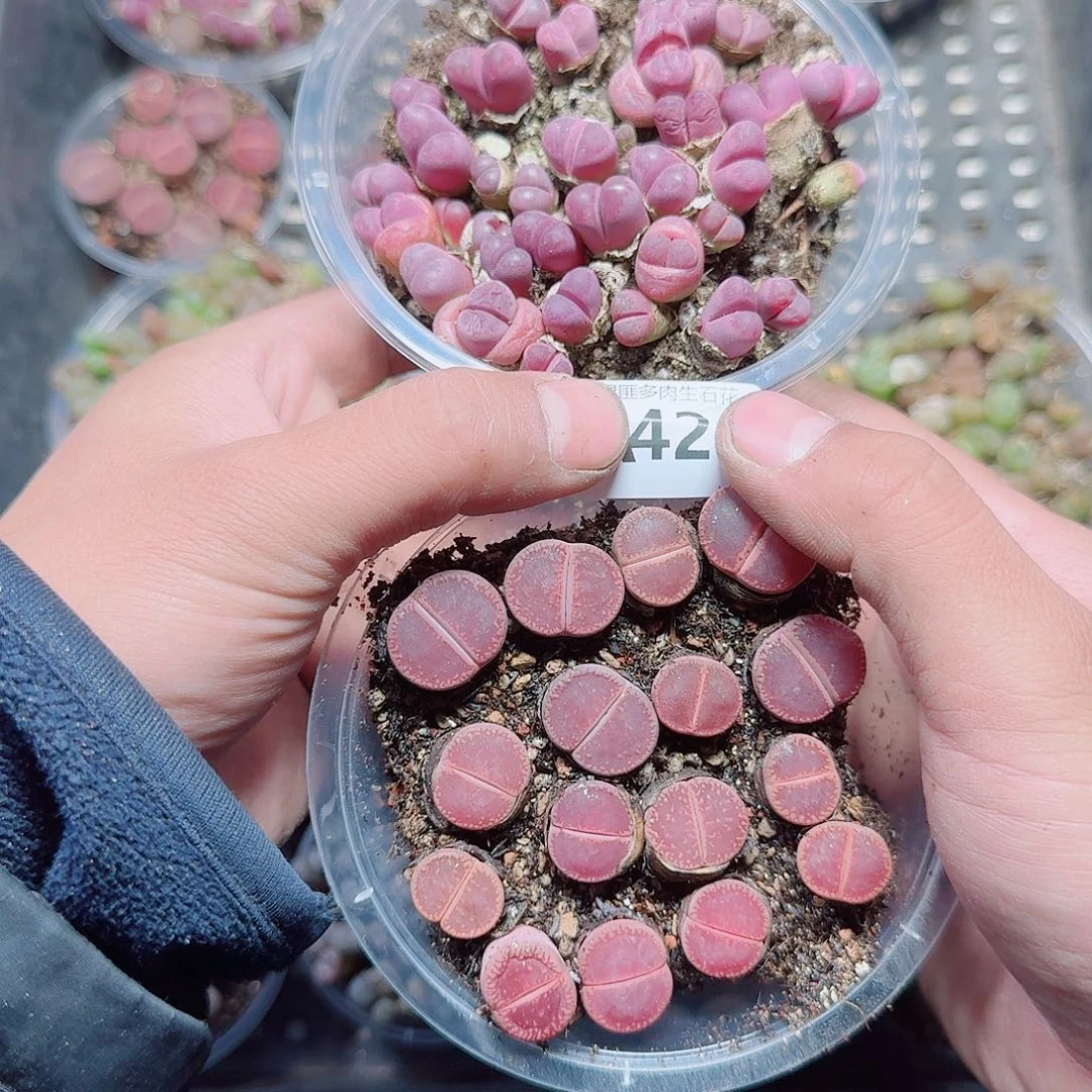 儒***远420多肉植物多肉植物