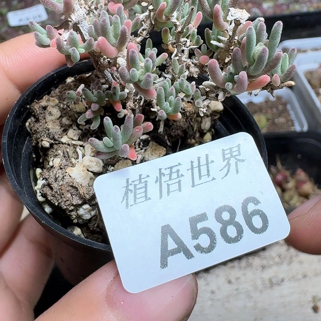 586号多肉植物哇x c