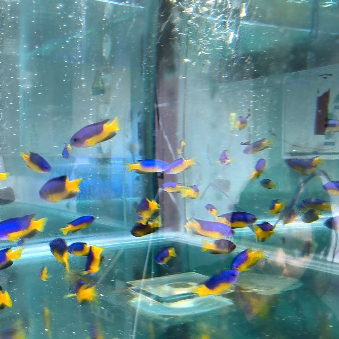 海水鱼金腹雀4条装