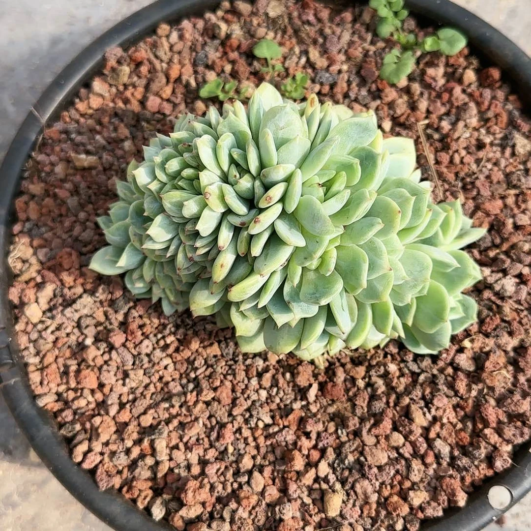 ~**哒0285号 蓝眼睛缀180   肉