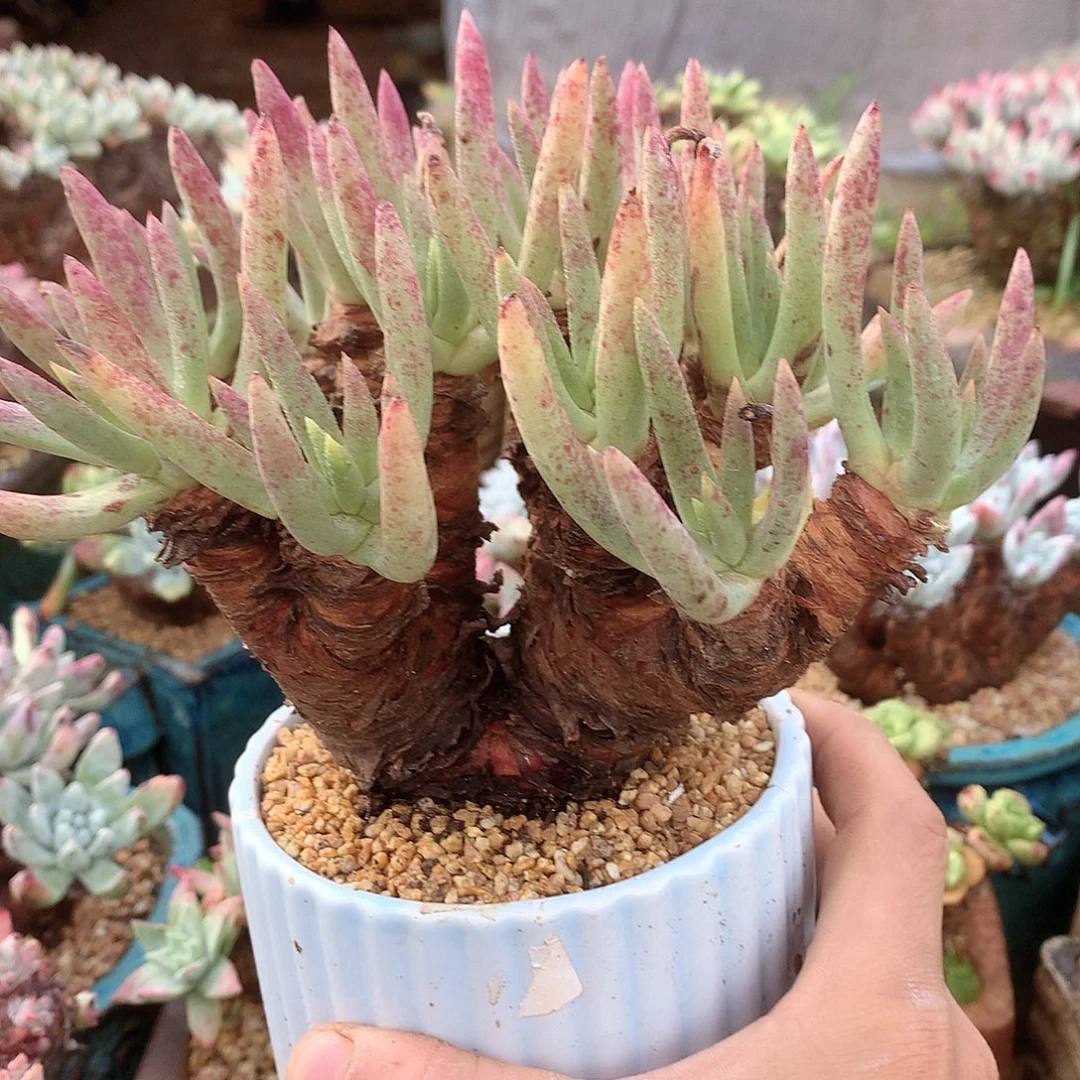 9952阿尔比杂交仙女杯