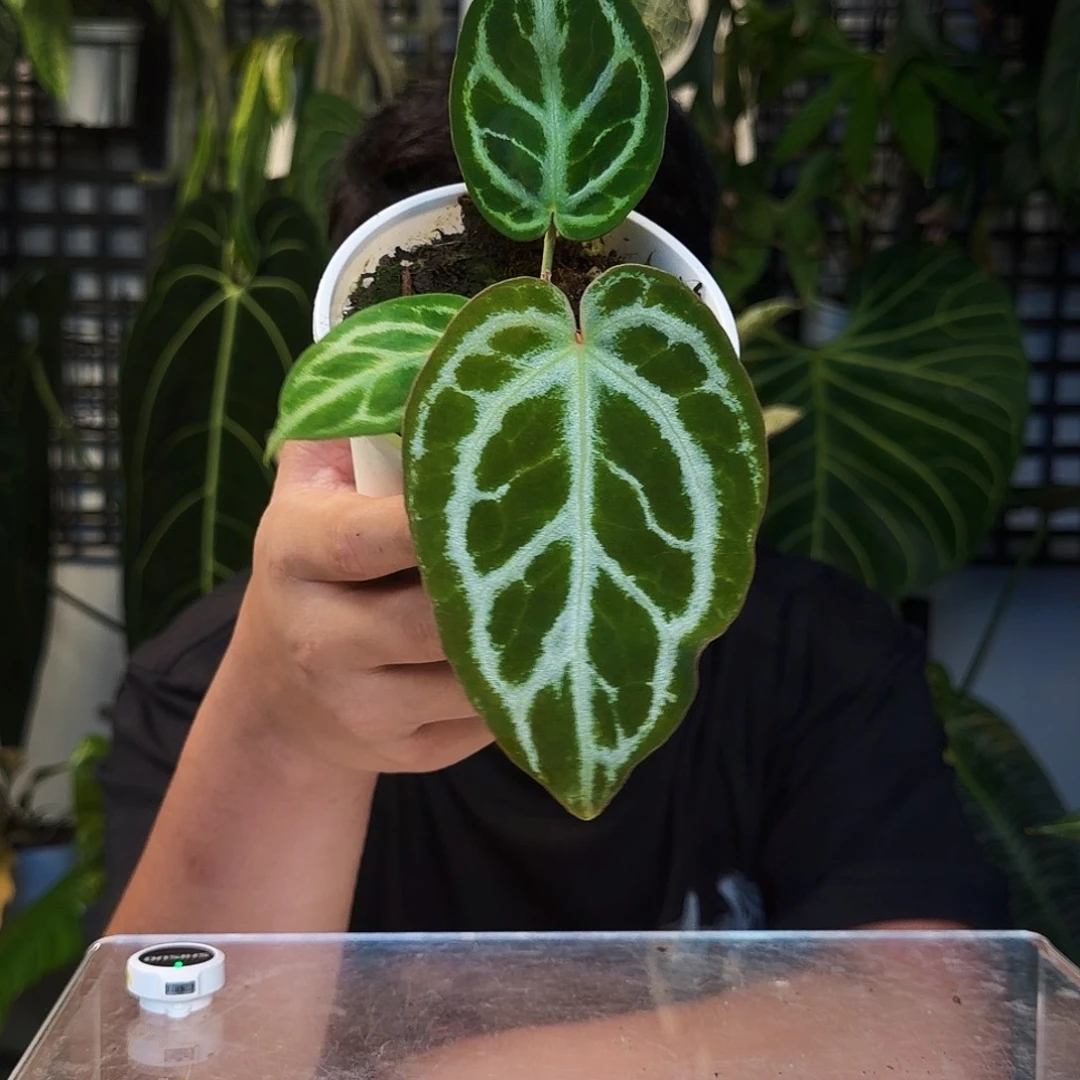 不开花植物E51银色面纱杂铜锣烧