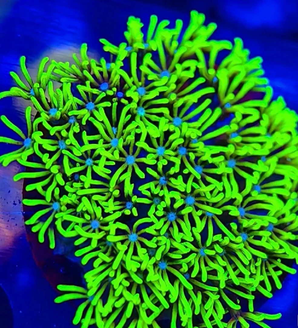 荧光草皮珊瑚海缸生物草皮珊瑚皮实好养软体珊瑚LPS