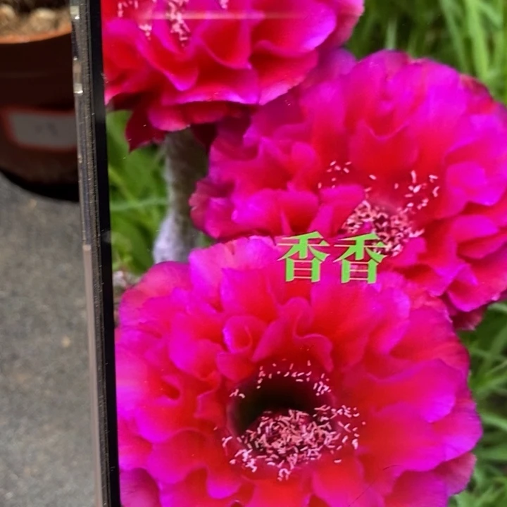 香香81号5-6公分左右
