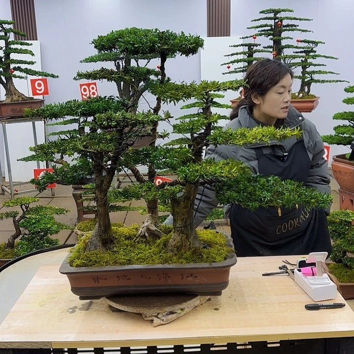 盆景直播间一物一拍