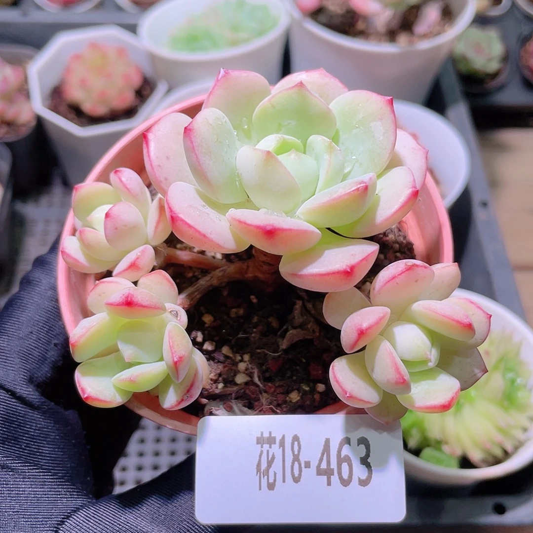 花利美18-463香草