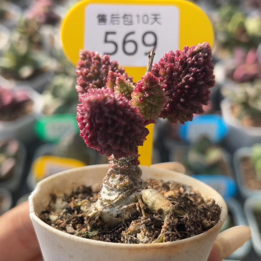 569。          福利