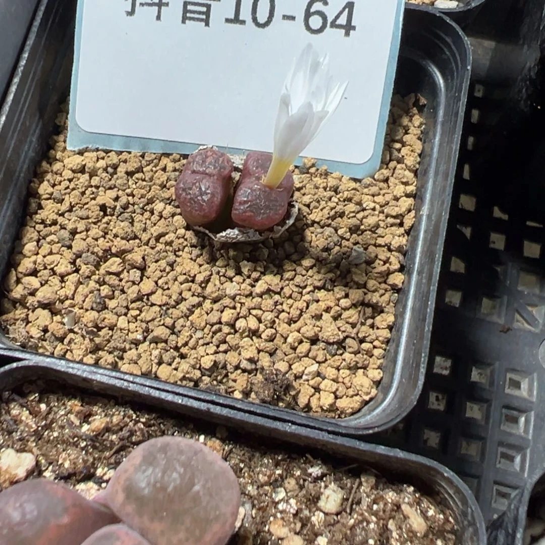 10-64肉锥多肉植物