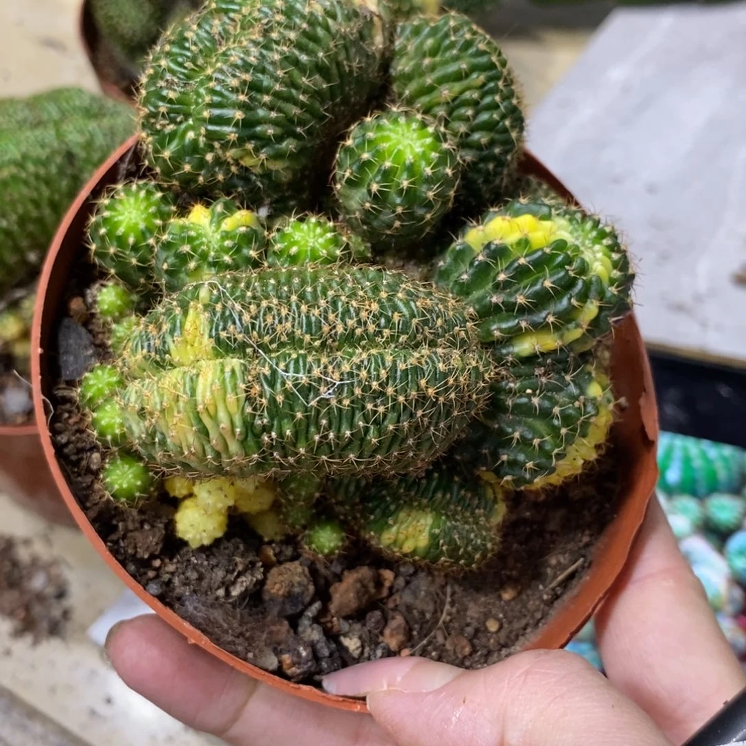 新品丽花缀化锦一物一拍6