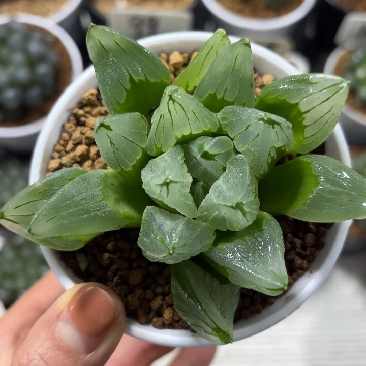 白盘冰城寿多肉植物