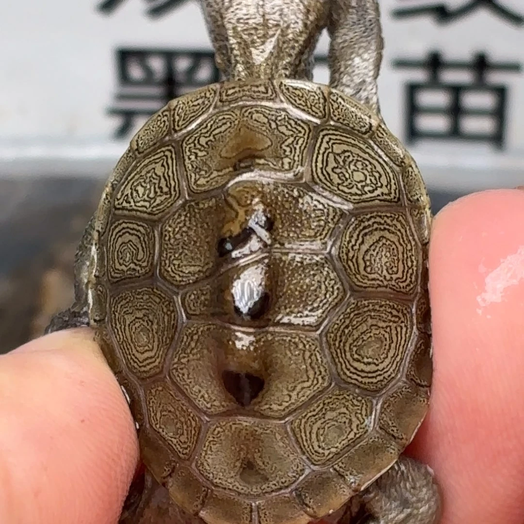 不分公母宠物龟瑕疵钻纹