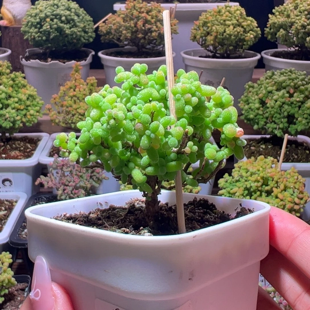 372金桔一物一拍带盆土发货