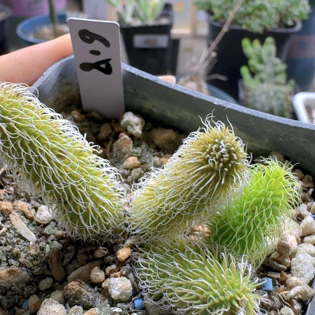 反***子940阿修罗脱土发货