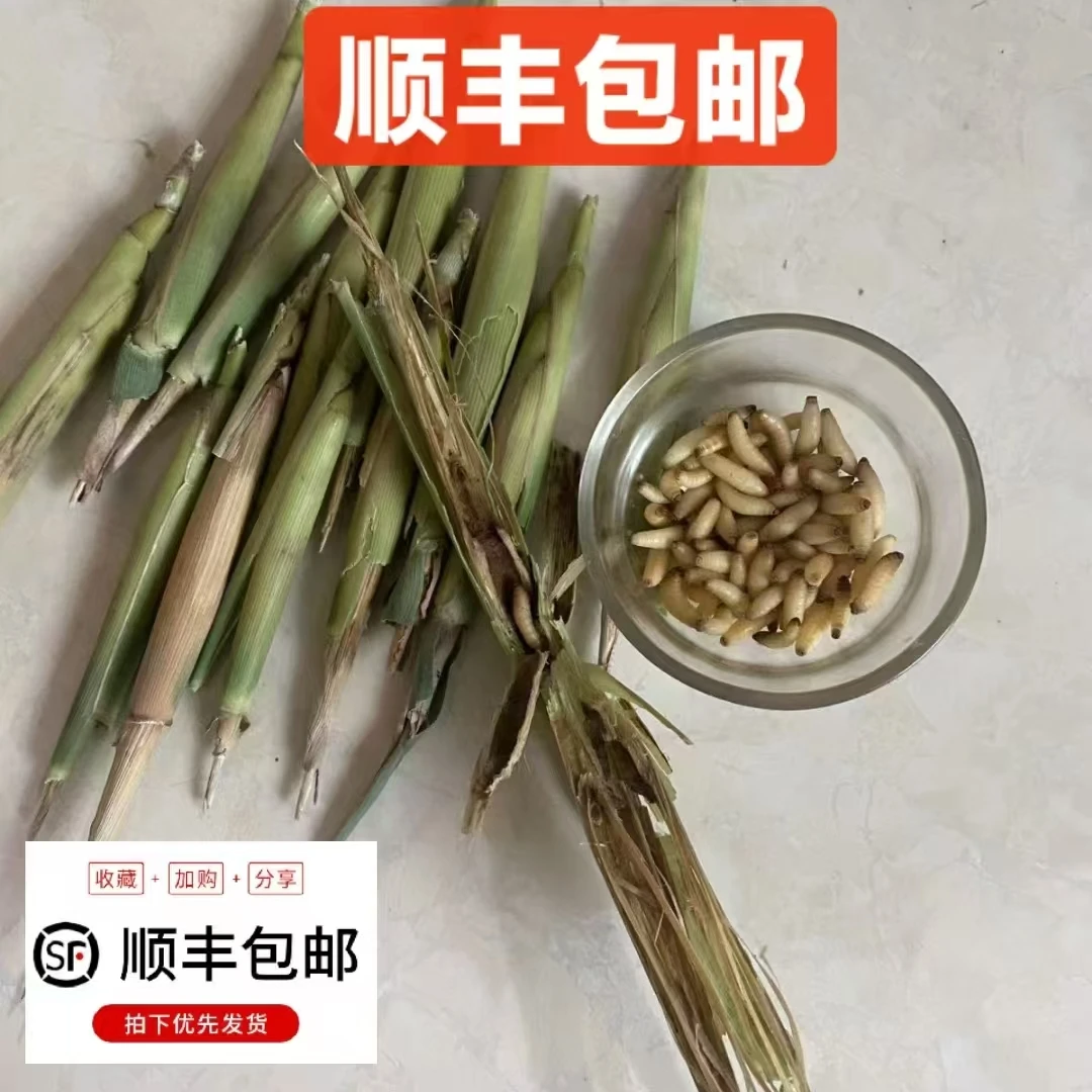 纯野生小鸟爱吃的高蛋白芦苇虫【夏季祛火 解暑佳品 补膘快】
