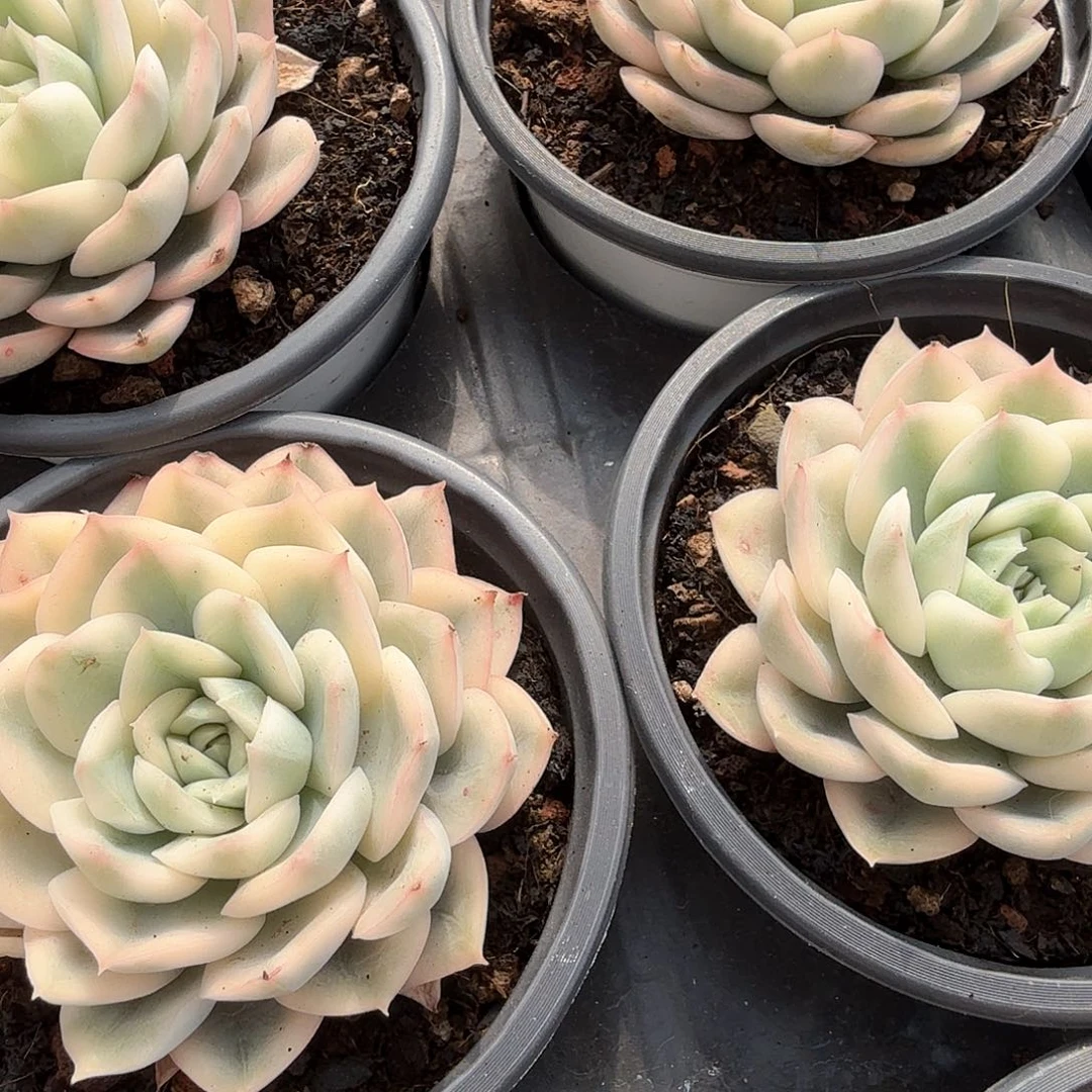 月亮仙子锦多肉锦