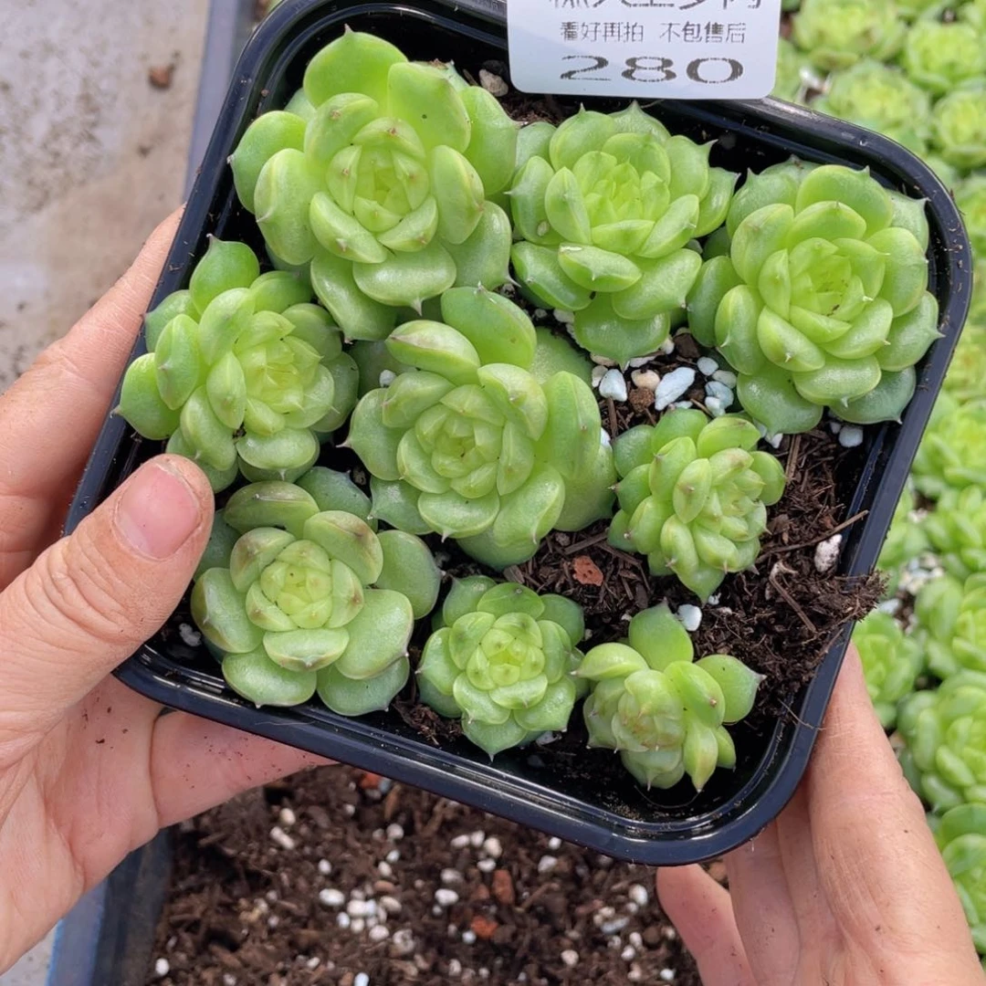糕大上多肉植物280