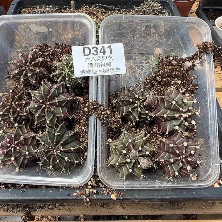 渔***屋3411号实生米哈10个多肉植物