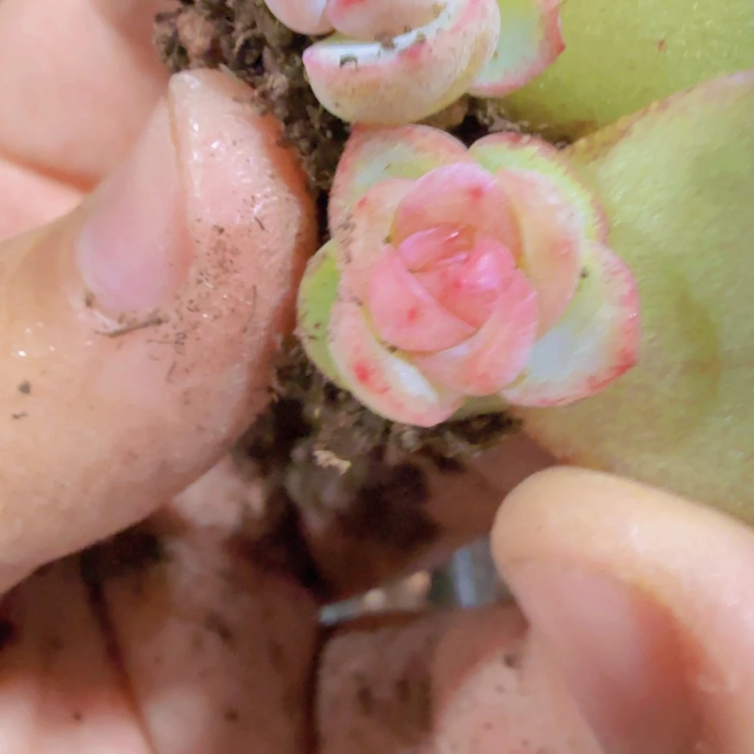 芬达甜心珍妮五颗一组