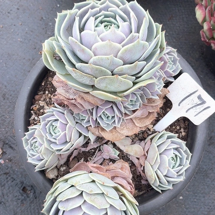 晨语多肉，一物一拍露娜莲171