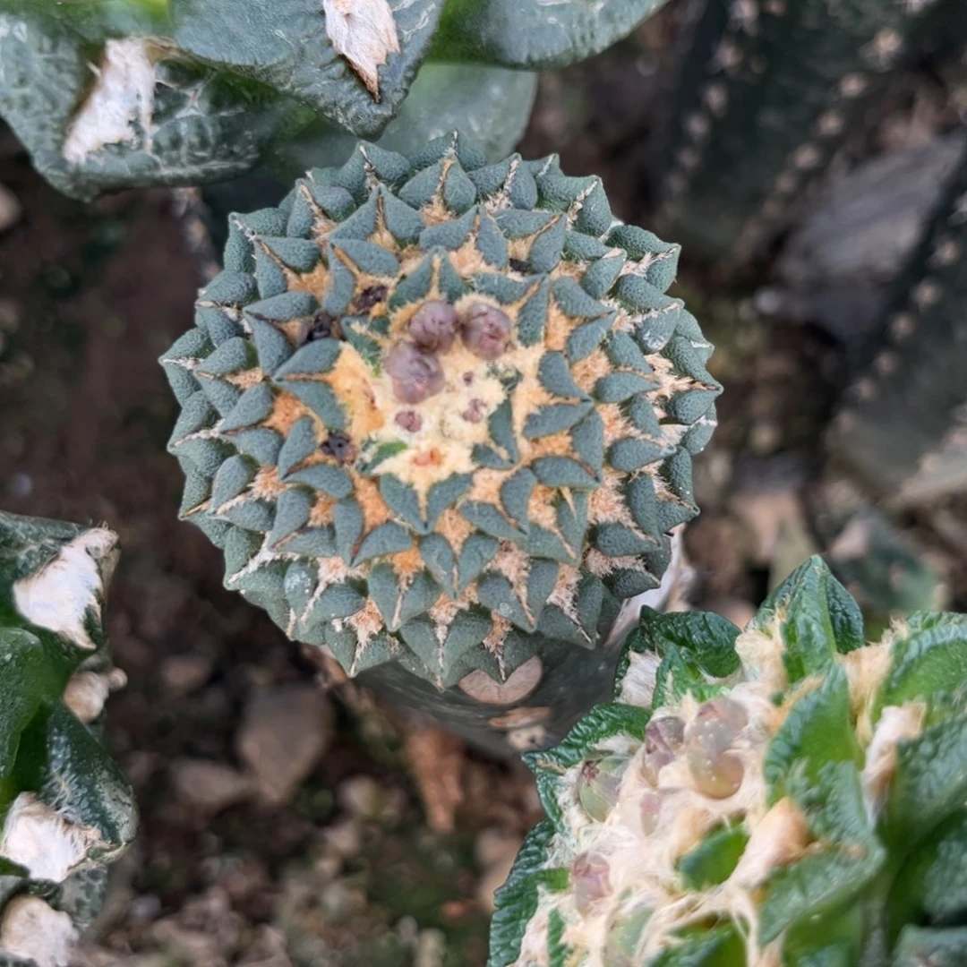 5.1公分仙人球福利出