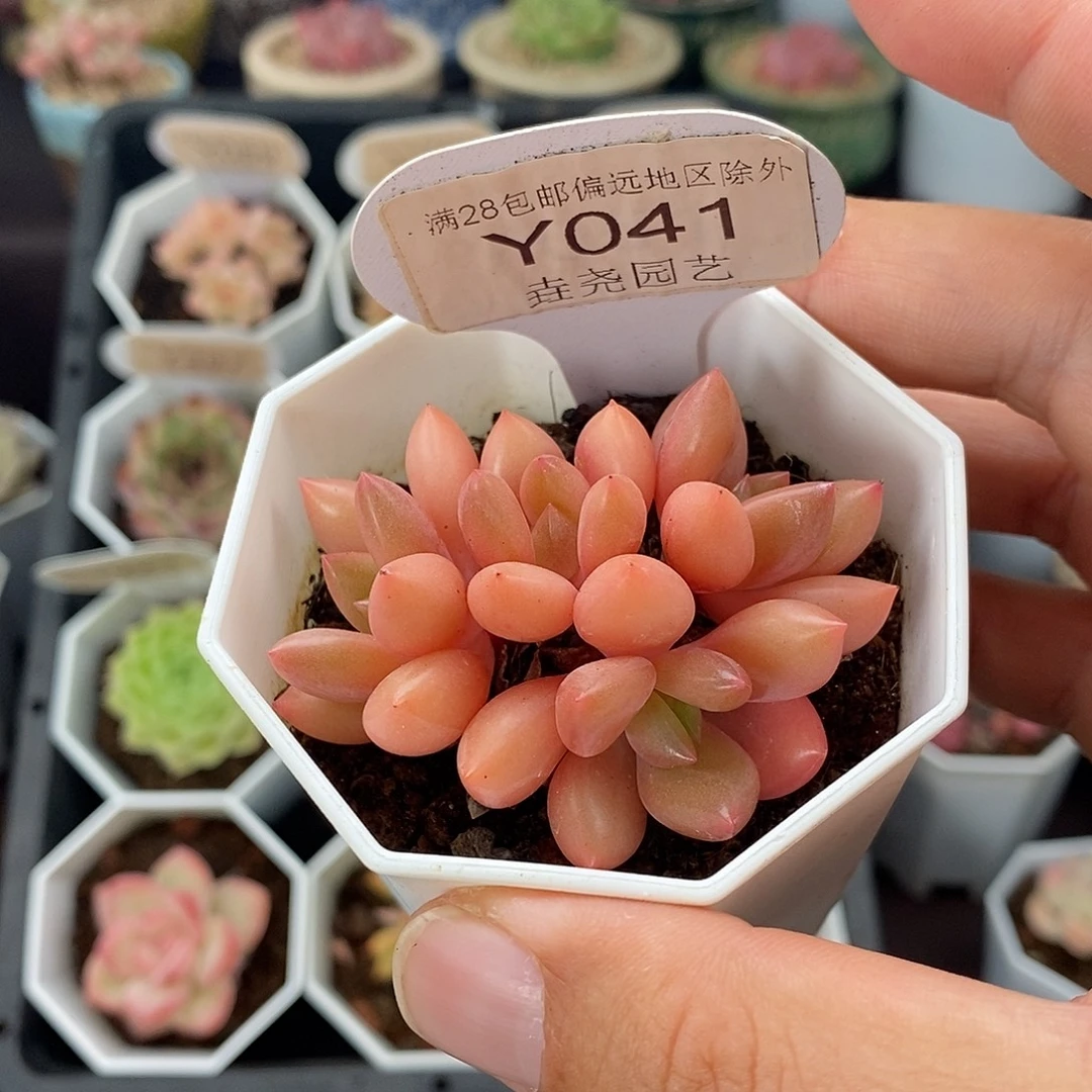 0041 5.5cm 桃花源