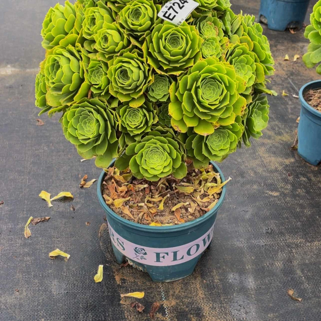 【闪购商品】72400