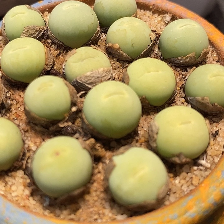 1厘米左右鸽子蛋1颗。