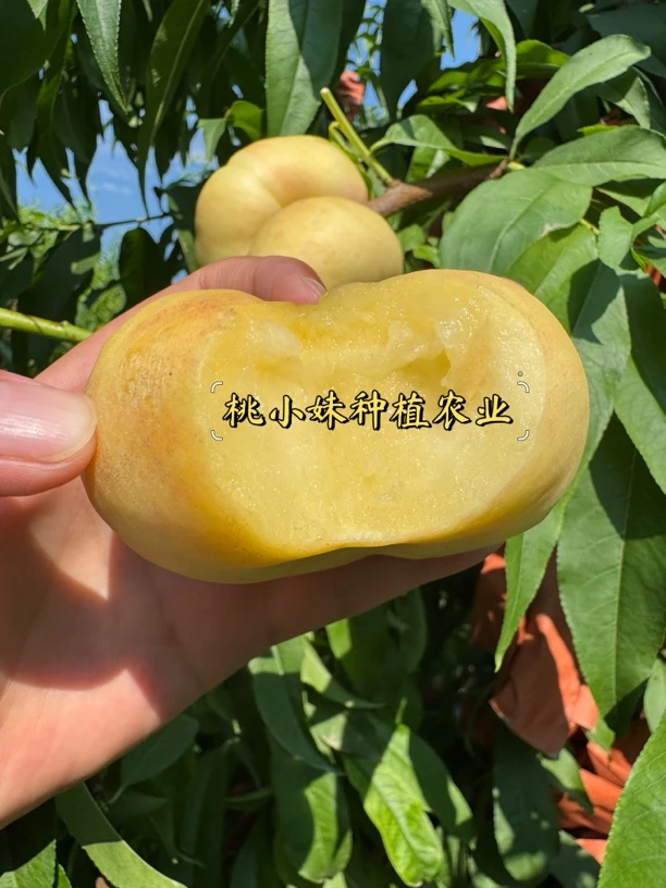 奶油蟠104-6月中下旬成熟 粘核 口感脆甜 桃味十足