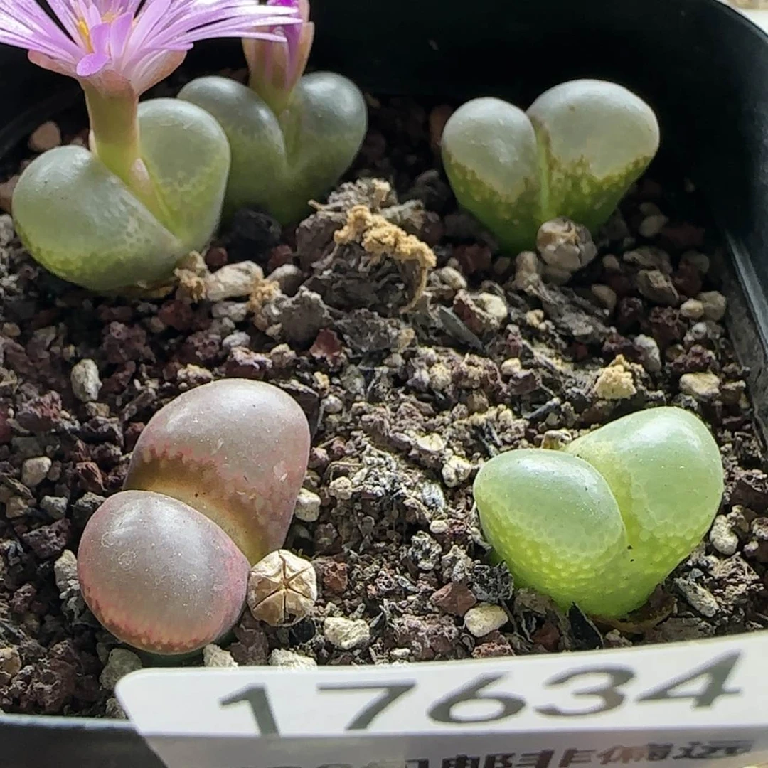 【闪购商品】17634特特特特特特特