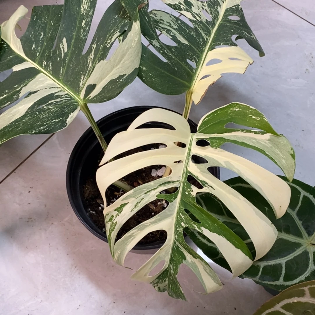 文***.不开花植物7551  白龟