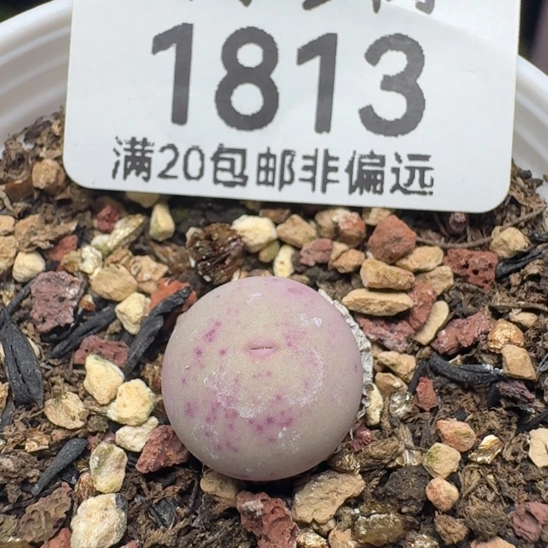 带盆土