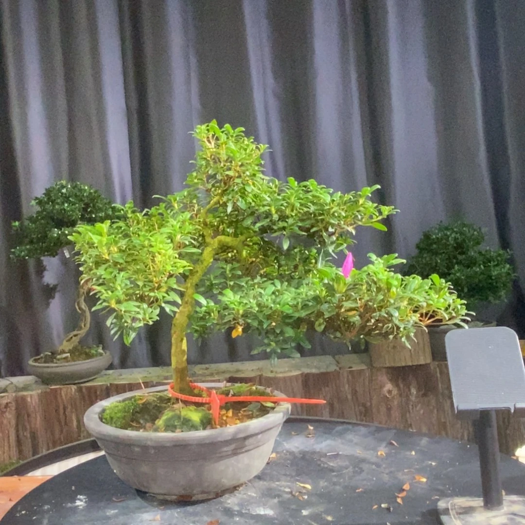 无花朵皋月杜鹃一物一花