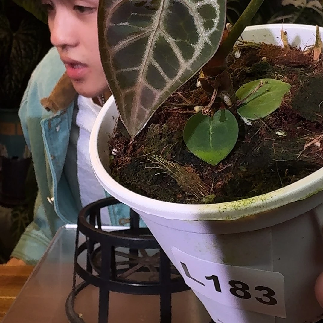 不开花植物L183粉水晶杂米歇尔