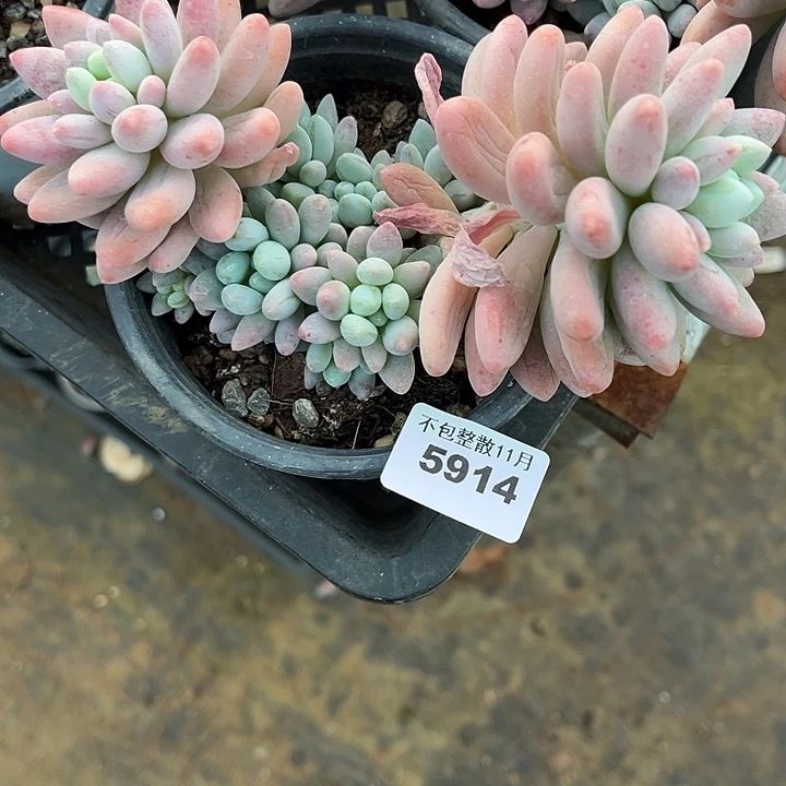 阿雅园艺。        5914粉玉团子