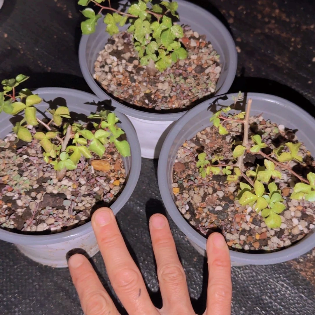块根植物块根植物