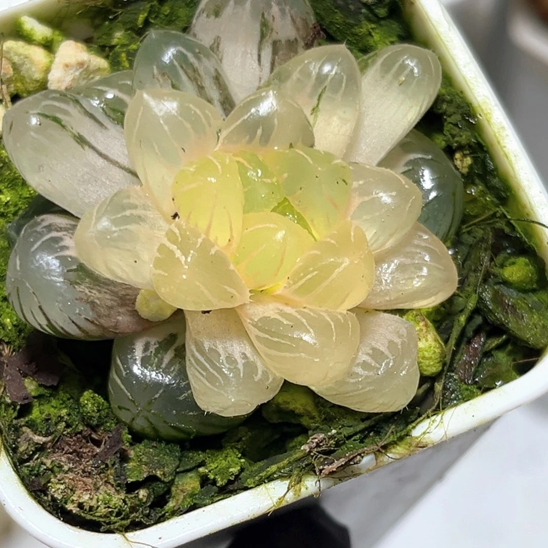 恭喜发财大吉大利1072