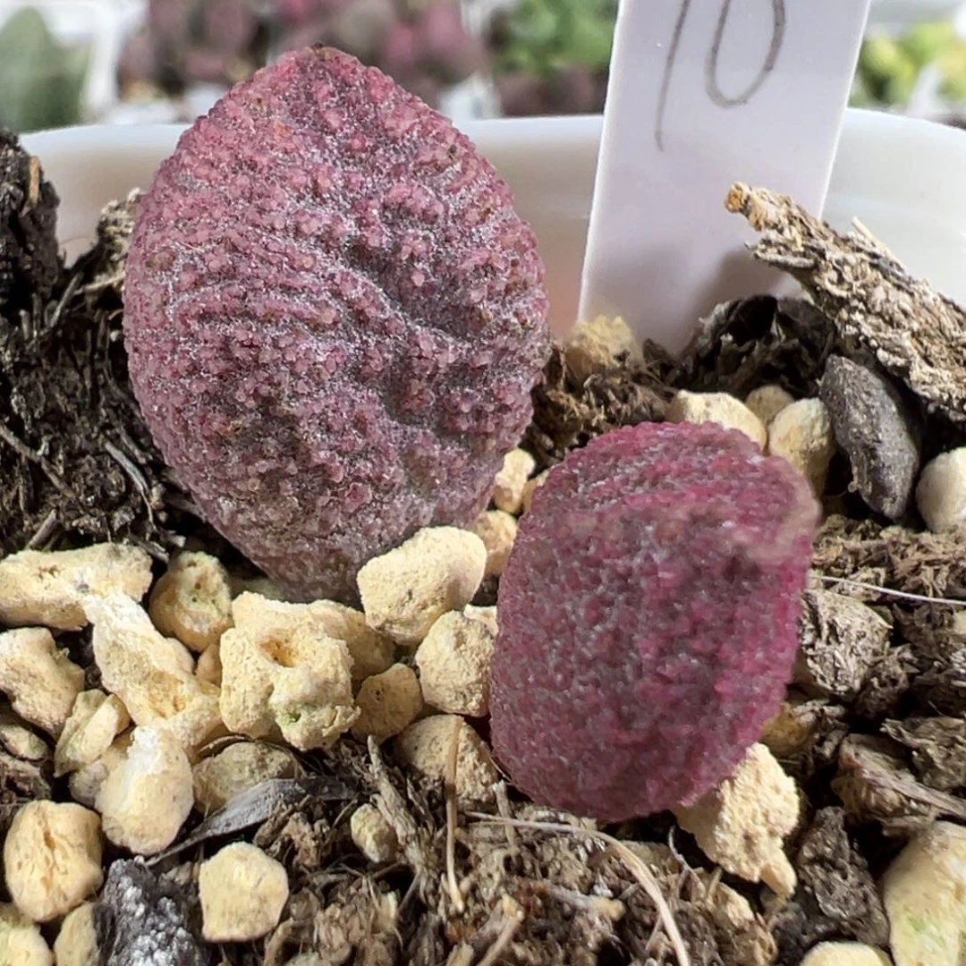 w红色系冰晶颗粒款实生新品