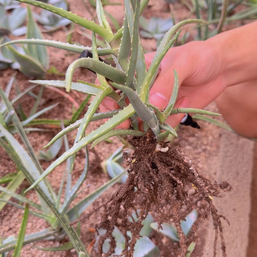 咖***糖块根植物块根植物